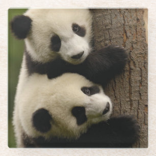 Dessous-de-verre En Verre Bébés pandas géants (Ailuropoda melanoleuca) 2