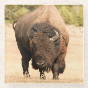 Dessous-de-verre En Verre Bison