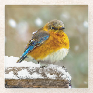 Dessous-de-verre En Verre Bleuet de l'Est en neige - Photo originale