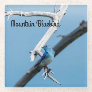 Dessous-de-verre En Verre Bluebird de montagne