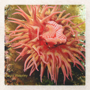 Dessous-de-verre En Verre Calendrier Nord-Ouest 2023 Dessous de verre en ver