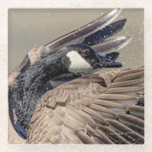 Dessous-de-verre En Verre Canada Goose