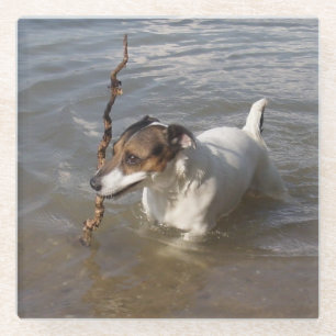 Dessous-de-verre En Verre Capo von Oppenheim Jack Russell Terrier, Chien