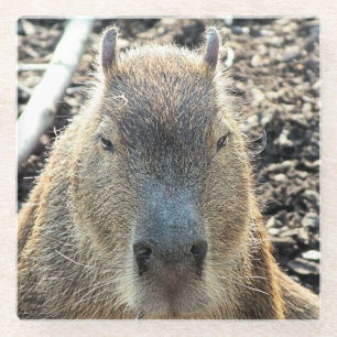 DESSOUS-DE-VERRE EN VERRE CAPYBARA