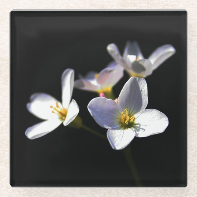 Dessous-de-verre En Verre Cardamine Pratensis Fleurs coastercna (Devant)
