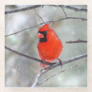 Dessous-de-verre En Verre Cardinal dans la neige