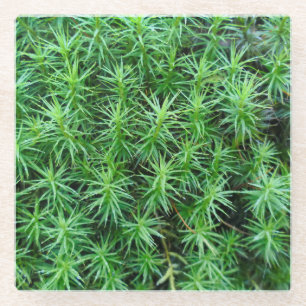 Dessous-de-verre En Verre Casquette de cheveux Juniper Moss