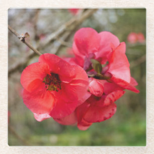 Dessous-de-verre En Verre Chaenomeles speciosa