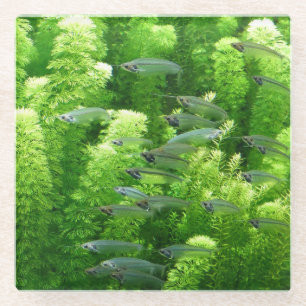 Dessous-de-verre En Verre Chalet de poisson d'argent transparent