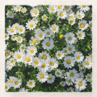 Dessous-de-verre En Verre Champ de marguerite du printemps : Arrière - plan