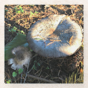 Dessous-de-verre En Verre Champignons, Oregon