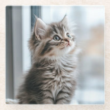 Chaton regardant par la fenêtre