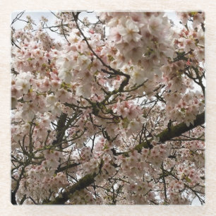 Dessous-de-verre En Verre Cherry Tree in Bloom, Oregon