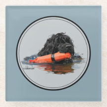 Chien d'eau portugais avec le pare-chocs orange