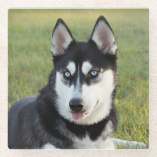Dessous-de-verre En Verre Chiot de Husky sibérien joueur heureux