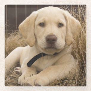 Dessous-de-verre En Verre Chiot Labrador Retriever