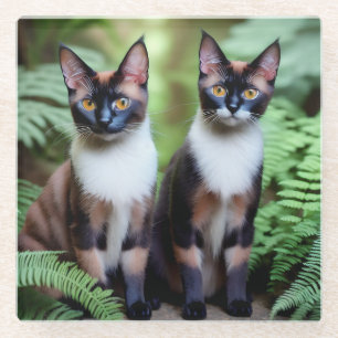 Dessous-de-verre En Verre Chocolat Siamese jumeaux de chats, Dessous de verr