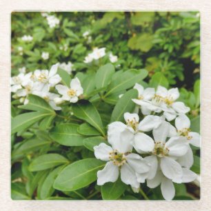 Dessous-de-verre En Verre Choisya Ternata