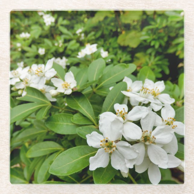 Dessous-de-verre En Verre Choisya Ternata (Devant)