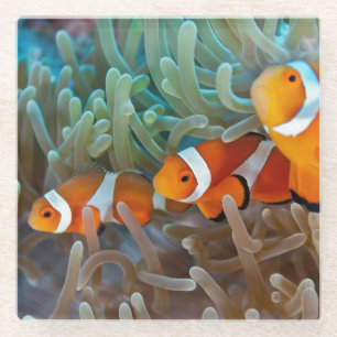 Dessous-de-verre En Verre Clownfish