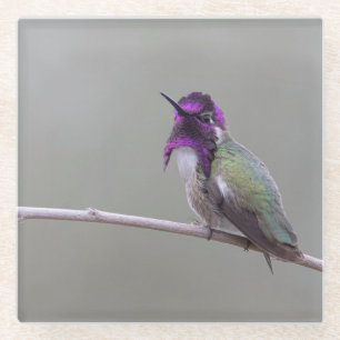 Dessous-de-verre En Verre Colibri de Costa