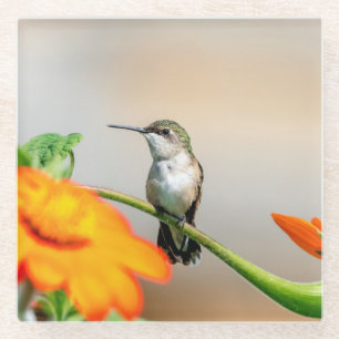 Dessous-de-verre En Verre Colibri sur un plante à fleurs