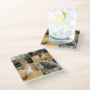 Dessous-de-verre En Verre Collage de trois images de kangourou, dessous de v