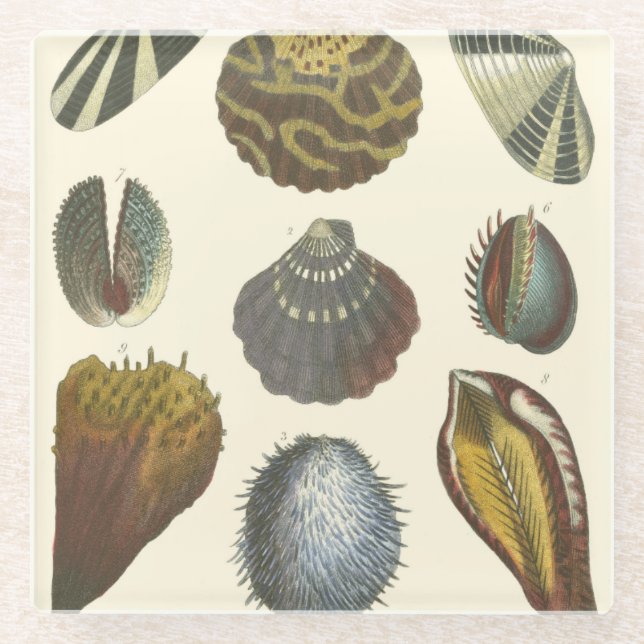 Dessous-de-verre En Verre Collection Conchology (Devant)