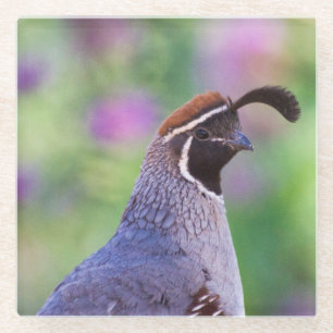Dessous-de-verre En Verre Colorful quail