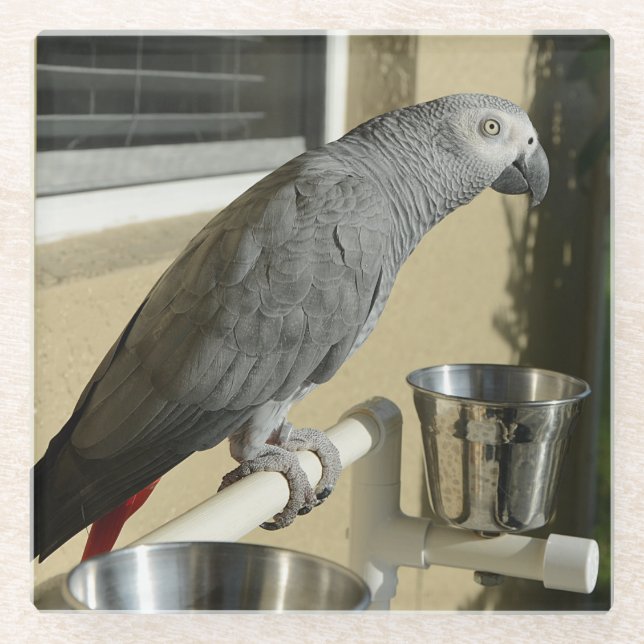 Dessous-de-verre En Verre Congo : Le perroquet gris africain sur pied (Devant)
