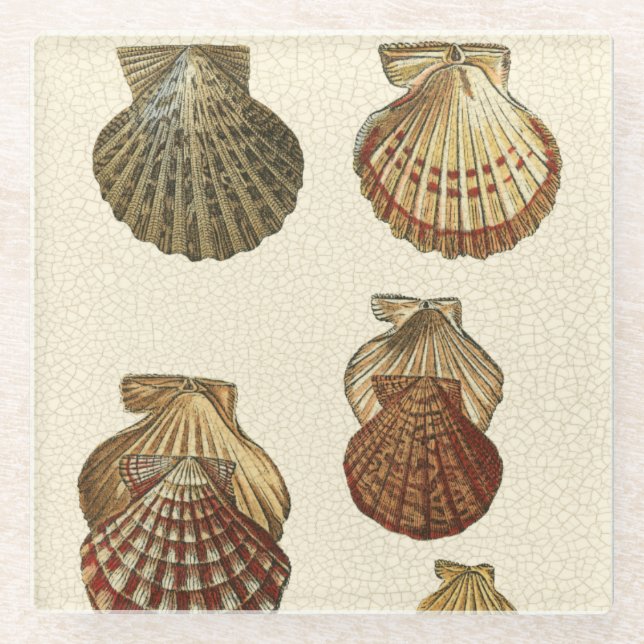 Dessous-de-verre En Verre Coquilles antiques craquelées (Devant)