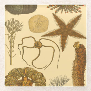 Dessous-de-verre En Verre Créatures sous-marines de mer