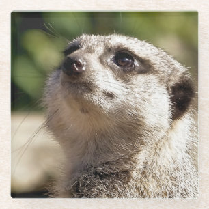 DESSOUS-DE-VERRE EN VERRE CUTE MEERKAT