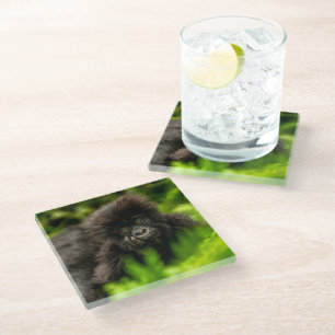Dessous-de-verre En Verre Cutest Baby Animals   Infant Mountain Gorilla