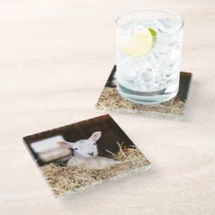 Dessous-de-verre En Verre Cutest Baby Animals   Newborn Lamb
