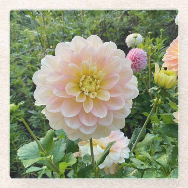 Dessous-de-verre En Verre Daydreamer Dahlia, Fleur rose clair (Devant)