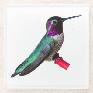 Dessous-de-verre En Verre Dessous de verre de colibri - conception B