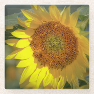 Dessous-de-verre En Verre dessous de verre de tournesol "Lever et briller"