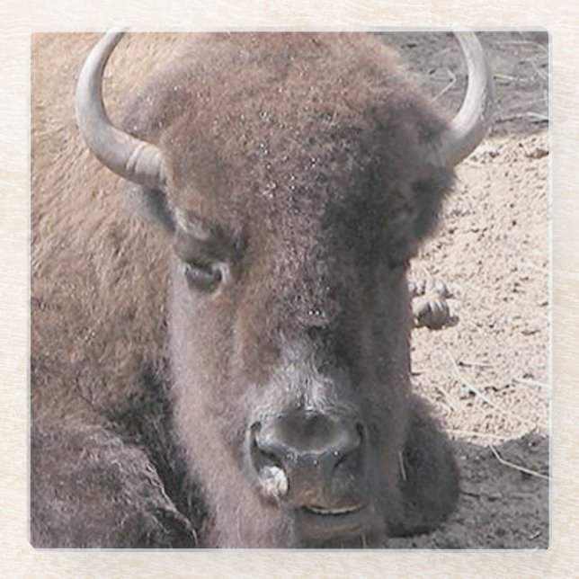 Dessous-de-verre En Verre Dessous de verre de verre Carré de photo Buffalo (Devant)