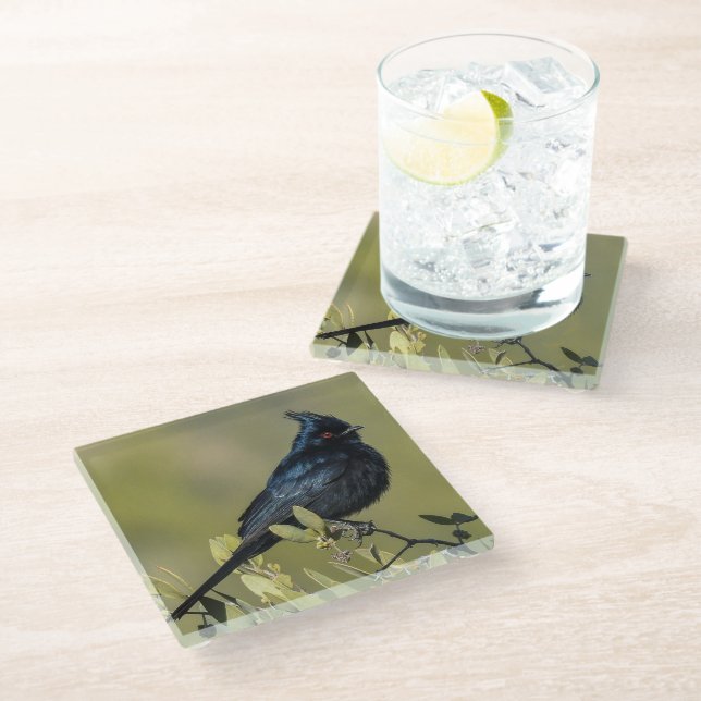 Dessous-de-verre En Verre Dessous de verre de verre Phainopepla (Incliné)