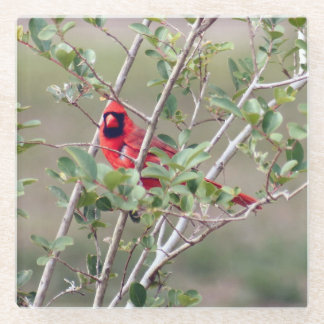 Dessous-de-verre En Verre Dessous de verre de verre photo cardinal masculin