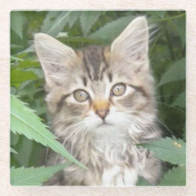 Dessous-de-verre En Verre Dessous de verre en grès Tabby Kitten (Devant)