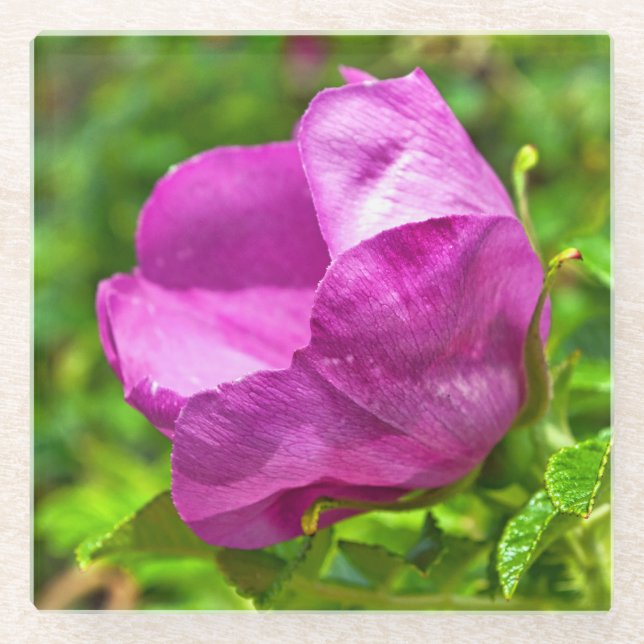 Dessous-de-verre En Verre Dessous de verre roses sauvages (Devant)