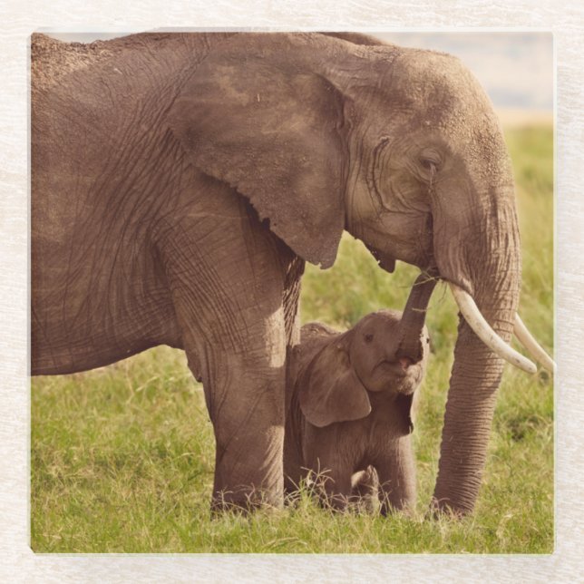 Dessous-de-verre En Verre Éléphant et bébé des images | de Getty (Devant)