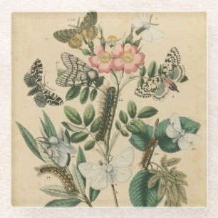 Dessous-de-verre En Verre Étapes de la vie de papillon par le studio de