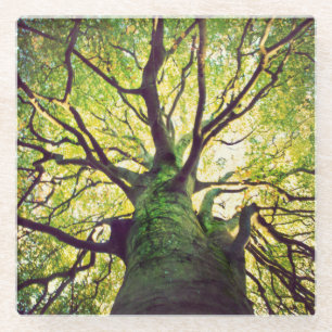 Dessous-de-verre En Verre Étreindre d'arbre