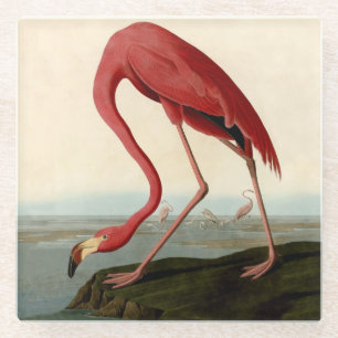 Dessous-de-verre En Verre Flamant rose américain d'Audubon