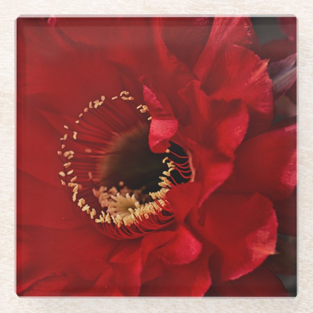 Dessous-de-verre En Verre Fleur de cactus de secours (Devant)