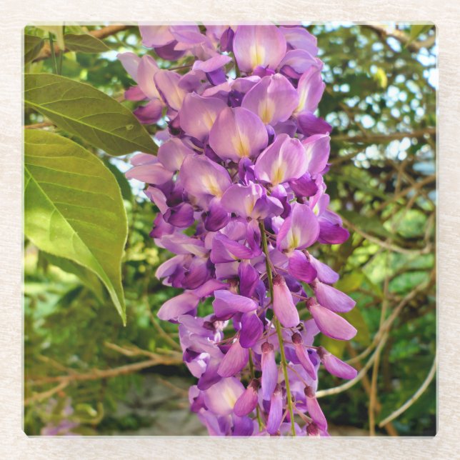 Dessous-de-verre En Verre Fleur Wisteria (Devant)