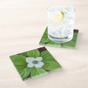 Dessous-de-verre En Verre Flore de Boeuf blanc de Boeuf de Dogwood
